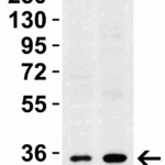 <strong>Figure 1 Western Blot Validation in Mouse Tissues</strong><br>Loading: 15 μg of lysates per lane.Antibodies: sRANK-L 3963 (2 μg/mL), 1h incubation at RT in 5% NFDM/TBST.Secondary: Goat anti-rabbit IgG HRP conjugate at 1:10000 dilution.