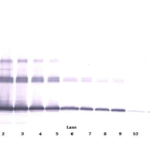To detect msRANKL by Western Blot analysis this antibody can be used at a concentration of 0.1 - 0.2 ug/ml. Used in conjunction with compatible secondary reagents the detection limit for recombinant msRANKL is 1.5 - 3.0 ng/lane, under either reducing or non-reducing conditions.