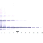 To detect hsRANKL by Western Blot analysis this antibody can be used at a concentration of 0.1-0.2 ug/ml. Used in conjunction with compatible secondary reagents the detection limit for recombinant hsRANKL is 1.5-3.0 ng/lane, under either reducing or non-reducing conditions.