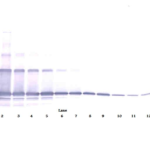 To detect hsRANKL by Western Blot analysis this antibody can be used at a concentration of 0.1-0.2 ug/ml. Used in conjunction with compatible secondary reagents the detection limit for recombinant hsRANKL is 1.5-3.0 ng/lane, under either reducing or non-reducing conditions.