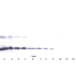 To detect hsTNF-receptor by Western Blot analysis this antibody can be used at a concentration of 0.1- 0.2 ug/ml. Used in conjunction with compatible secondary reagents the detection limit for recombinant hsTNF-receptor is 1.5-3.0 ng/lane, under either reducing or non-reducing conditions.