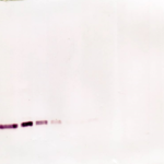To detect hsTNF-receptor II by Western Blot analysis this antibody can be used at a concentration of 0.1- 0.2 ug/ml. Used in conjunction with compatible secondary reagents the detection limit for recombinant hsTNF-receptor II is 1.5-3.0 ng/lane, under either reducing or non-reducing conditions.