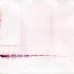 To detect hsTNF-receptor II by Western Blot analysis this antibody can be used at a concentration of 0.1- 0.2 ug/ml. Used in conjunction with compatible secondary reagents the detection limit for recombinant hsTNF-receptor II is 1.5-3.0 ng/lane, under either reducing or non-reducing conditions.