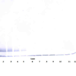 To detect hsTRAIL Receptor-2 by Western Blot analysis this antibody can be used at a concentration of 0.1 - 0.2 ug/ml. Used in conjunction with compatible secondary reagents the detection limit for recombinant hsTRAIL Receptor-2 is 1.5 - 3.0 ng/lane, under either reducing or non-reducing conditions.