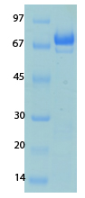 Human Coronavirus Nucleocapsid (229E) Recombinant Protein