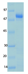 Human Coronavirus Nucleocapsid OC43 Recombinant Protein