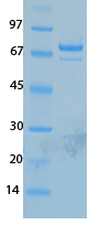 MERS Coronavirus Nucleocapsid (HSZ-Cc) Recombinant Protein
