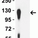 <strong>Figure 3 WB Validation of P681H Mutant Specific Spike Antibodies with SARS-CoV-2 Alpha Variant Spike S1 Protein </strong><br>Loading: 50 ng of SARS-CoV-2 spike S1 proteins, including WT and alpha variant (B.1.1.7, UK).Detection Antibodies: SARS-CoV-2 P681H Mutant Specific Spike antibody, PM-9373, 1 μg/mL, incubate at RT for 1 hr.Secondary Antibodies: Goat anti-mouse HRP at 1:5,000, incubate at RT for 1 hr.<strong>SARS-CoV-2 P681H Mutant Specific Spike antibody (PM-9373) can specifically detect alpha variant spike S1 protein, but not WT spike S1 protein (10-300) by WB. </strong>