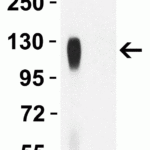 <strong>Figure 3 WB Validation of P681H Mutant Specific Spike Antibodies with SARS-CoV-2  Alpha Variant Spike S1 Protein </strong><br>Loading: 50 ng of SARS-CoV-2 spike S1 proteins, including WT and alpha variant (B.1.1.7, UK).Detection Antibodies: SARS-CoV-2 P681H Mutant Specific Spike antibody, PM-9374, 1 μg/mL, incubate at RT for 1 hr.Secondary Antibodies: Goat anti-mouse HRP at 1:5,000, incubate at RT for 1 hr.<strong>SARS-CoV-2 P681H Mutant Specific Spike antibody (PM-9374) can specifically detect alpha variant spike S1 protein, but not WT spike S1 protein (10-300) by WB. </strong>