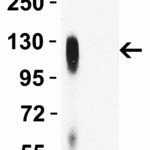 <strong>Figure 3 WB Validation of P681H Mutant Specific Spike Antibodies with SARS-CoV-2 Alpha Variant Spike S1 Protein </strong><br>Loading: 50 ng of SARS-CoV-2 spike S1 proteins, including WT and alpha variant (B.1.1.7, UK).Detection Antibodies: SARS-CoV-2 P681H Mutant Specific Spike antibody, PM-9375, 1 μg/mL, incubate at RT for 1 hr.Secondary Antibodies: Goat anti-mouse HRP at 1:5,000, incubate at RT for 1 hr.<strong>SARS-CoV-2 P681H Mutant Specific Spike antibody (PM-9375) can specifically detect alpha variant spike S1 protein, but not WT spike S1 protein (10-300) by WB. </strong>