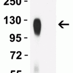<strong>Figure 3 WB Validation of P681H Mutant Specific Spike Antibodies with SARS-CoV-2 Alpha Variant Spike S1 Protein </strong><br>Loading: 50 ng of SARS-CoV-2 spike S1 proteins, including WT and alpha variant (B.1.1.7, UK).Detection Antibodies: SARS-CoV-2 P681H Mutant Specific Spike antibody, PM-9371, 1 μg/mL, incubate at RT for 1 hr.Secondary Antibodies: Goat anti-mouse HRP at 1:5,000, incubate at RT for 1 hr.SARS-CoV-2 P681H Mutant Specific Spike antibody (PM-9371) can specifically detect alpha variant spike S1 protein, but not WT spike S1 protein (10-300) by WB. </strong>