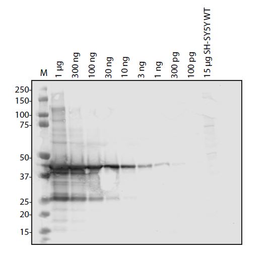 SARS-CoV-2 (COVID-19) NSP1 Antibody