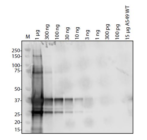 SARS-CoV-2 (COVID-19) NSP10 Antibody