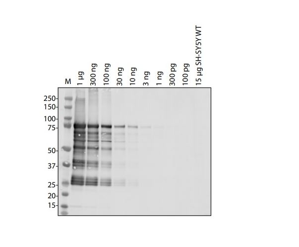 SARS-CoV-2 (COVID-19) NSP14 Antibody