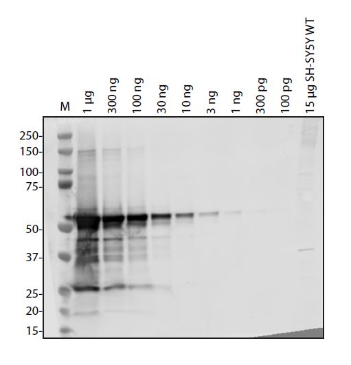 SARS-CoV-2 (COVID-19) NSP16 Antibody