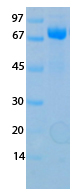 SARS-CoV-2 (COVID-19) NSP16 Recombinant Protein