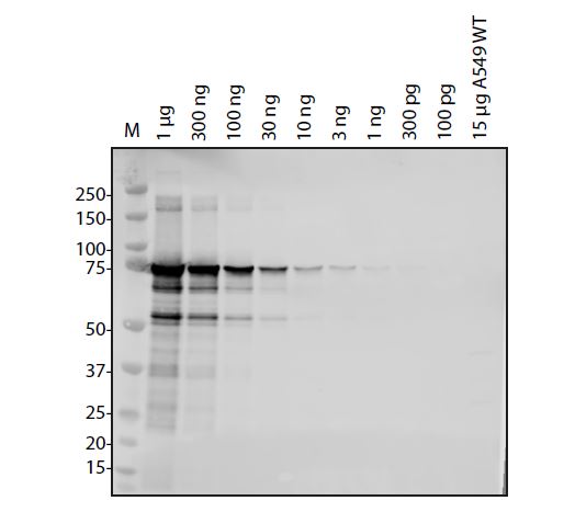 SARS-CoV-2 (COVID-19) NSP3 (743 - 1072) Antibody