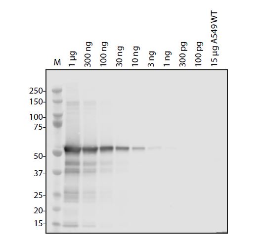 SARS-CoV-2 (COVID-19) NSP5 Antibody