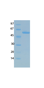 SARS-CoV-2 (COVID-19) NSP5 Recombinant Protein
