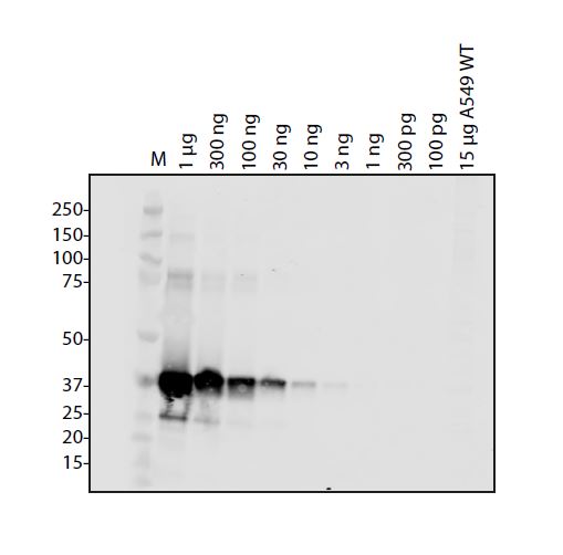 SARS-CoV-2 (COVID-19) NSP9 Antibody