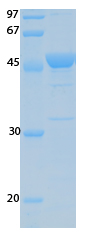 SARS-CoV-2 (COVID-19) ORF10 Recombinant Protein