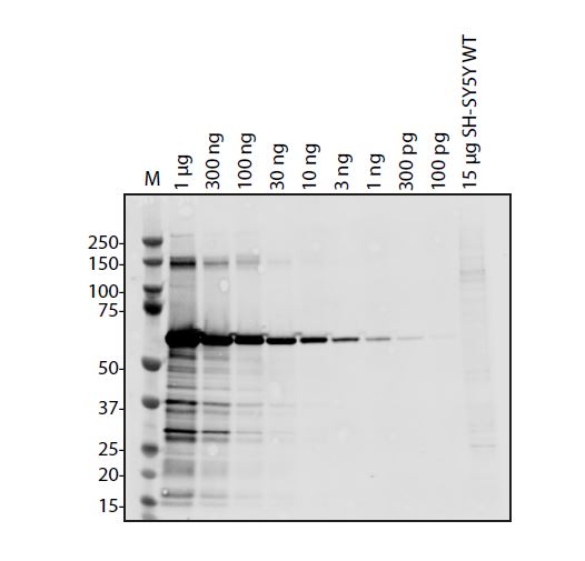 SARS-CoV-2 (COVID-19) ORF3B Antibody