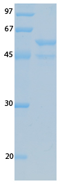 SARS-CoV-2 (COVID-19) ORF3B Recombinant Protein