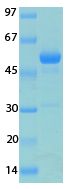 SARS-CoV-2 (COVID-19) ORF6 Recombinant Protein