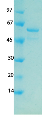 SARS-CoV-2 (COVID-19) ORF7A Recombinant Protein