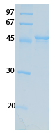 SARS-CoV-2 (COVID-19) ORF7B Recombinant Protein