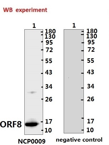 SARS-CoV-2 (COVID-19) ORF8 Antibody (IN)