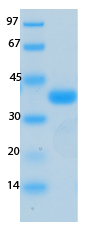 SARS-CoV-2 (COVID-19) ORF9A Recombinant Protein