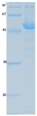 SARS-CoV-2 (COVID-19) ORF9B Recombinant Protein