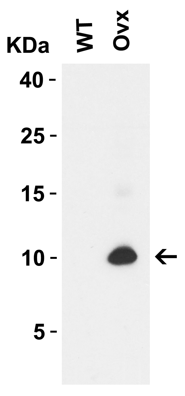 SARS-CoV-2 (COVID-19) ORF9c Antibody