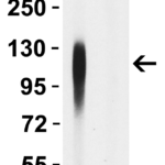 <strong>Figure 3 WB Validation of of Spike 156-157EF Antibodies with SARS-CoV-2 Delta Variant Spike S1 Protein </strong><br>Loading: 50 ng of SARS-CoV-2 spike S1 proteins, including WT and Delta variant (B.1.617.2).Detection Antibodies: SARS-CoV-2 Spike 156-157EF antibody, 9685, 1 μg/mL, incubated at RT for 1 hr.Secondary Antibodies: Goat anti-rabbit HRP at 1:20,000, incubated at RT for 1 hr.<strong>SARS-CoV-2 Spike 156-157EF antibody (9685) detects spike S1 protein of WT, but not Delta variant. </strong>