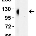 <strong>Figure 2 WB Validation of Spike 681P Antibodies with SARS-CoV-2 Spike S1 Protein </strong><br>Loading: 30 ng of SARS-CoV-2 spike S1 proteins: WT and alpha variant (B.1.1.7, UK).Detection Antibodies: SARS-CoV-2 Spike 681P antibody, PM-9365, 1 μg/mL, incubated at RT for 1 hr.Secondary Antibodies: Goat anti-mouse HRP at 1:5,000, incubated at RT for 1 hr.<strong>SARS-CoV-2 spike 681P antibody (PM-9365) detected WT spike S1 protein (10-300), but not alpha variant spike S1 protein by WB. </strong>