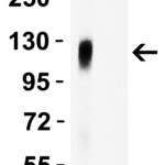<strong>Figure 2 WB Validation of Spike 681P Antibodies with SARS-CoV-2 Spike S1 Protein </strong><br>Loading: 30 ng of SARS-CoV-2 spike S1 proteins: WT and alpha variant (B.1.1.7, UK).Detection Antibodies: SARS-CoV-2 Spike 681P antibody, PM-9366, 1 μg/mL, incubated at RT for 1 hr.Secondary Antibodies: Goat anti-mouse HRP at 1:5,000, incubated at RT for 1 hr.<strong>SARS-CoV-2 spike 681P antibody (PM-9366) detected WT spike S1 protein (10-300), but not alpha variant spike S1 protein by WB. </strong>