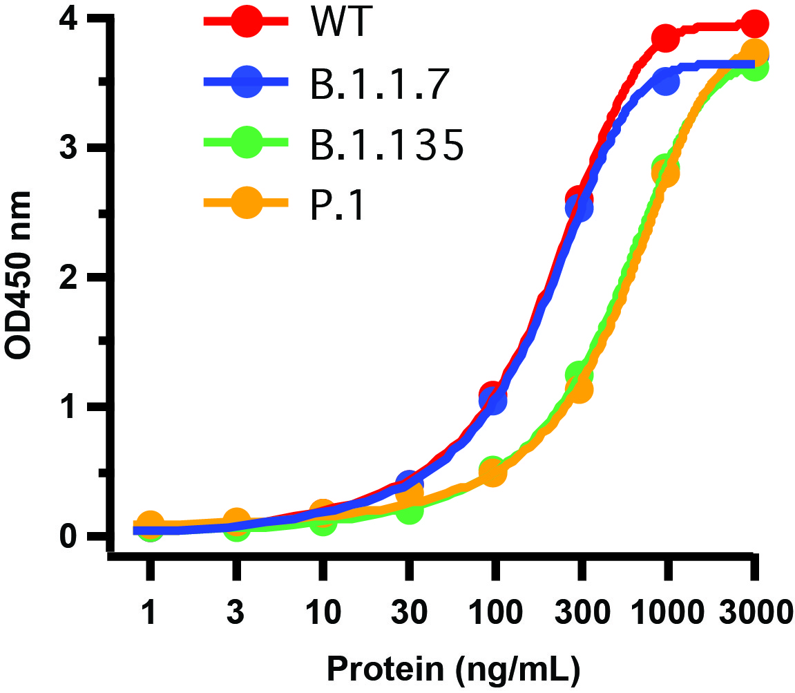 SARS-CoV-2 (COVID-19) Spike S1 Antibody [SP422]