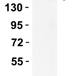<strong>Figure 2 Overexpression Validation in Spike Transfected 293 Cells </strong><br>Loading: 5 μg per lane of 293 cell lysate.Antibodies: SARS-CoV-2 (COVID-19) Spike S2, PM-9428, 1h incubation at RT in 5% NFDM/TBST.Secondary: Goat anti-rabbit IgG HRP conjugate at 1:10,000 dilution.Lane 1: 0.5 μg/mL andLane 2: 1 μg/mL