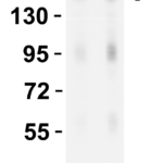 <strong>Figure 2 Overexpression Validation in Spike Transfected 293 Cells </strong><br> Loading: 5 μg per lane of 293 cell lysate.Antibodies: SARS-CoV-2 (COVID-19) Spike S2, PM-9429, 1h incubation at RT in 5% NFDM/TBST.Secondary: Goat anti-rabbit IgG HRP conjugate at 1:10,000 dilution.Lane 1: 0.1 μg/mL andLane 2: 0.2 μg/mL