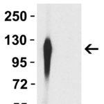 <strong>Figure 3 WB Validation of Gamma Variant Spike S1 Antibodies with SARS-CoV-2  Gamma Variant Spike S1 Protein </strong><br>Loading: 50 ng of SARS-CoV-2 spike S1 proteins, including WT and Gamma variant (P.1).Detection Antibodies: Spike P26S (Gamma Variant) antibody, 9573, 1 μg/mL, incubate at RT for 1 hr.Secondary Antibodies: Goat anti-rabbit HRP at 1:20,000, incubate at RT for 1 hr.<strong>SARS-CoV-2 Spike P26S (Gamma Variant) antibody (9573) specifically detects Gamma variant spike S1 protein, but not WT spike S1 protein (10-300). </strong>