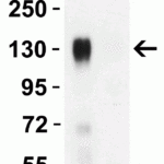 <strong>Figure 3 WB Validation of P681H Mutant Specific Spike Antibodies with SARS-CoV-2 UK Variant Spike S1 Protein </strong><br>Loading: 50 ng of SARS-CoV-2 spike S1 proteins, including WT and UK variant (B.1.1.7).Detection Antibodies: SARS-CoV-2 P681H Mutant Specific Spike antibody, 9359, 1 μg/mL, incubate at RT for 1 hr.Secondary Antibodies: Goat anti-rabbit HRP at 1:20,000, incubate at RT for 1 hr.<strong>SARS-CoV-2 P681H Mutant Specific Spike antibody (9359) can specifically detect UK variant spike S1 protein, but not WT spike S1 protein (10-300). </strong>