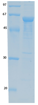 SARS Coronavirus Envelope (HSZ-Cc) Recombinant Protein