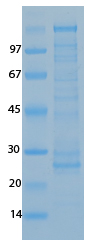 SARS Coronavirus spike (HSZ-Cc) Recombinant Protein