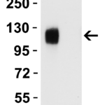 <strong>Figure 5 WB Validation of Delta Variant Spike S1 Protein with SARS-CoV-2 Delta Variant Spike Antibodies </strong><br>Loading: 20 ng of SARS-CoV-2 spike S1 proteins, including WT and Delta variant (B.1.671.2).Detection Antibodies: SARS-CoV-2 Delta variant spike antibody, 9689, 1 μg/mL, incubate at RT for 1 hr.Secondary Antibodies: Goat anti-rabbit HRP at 1:20,000, incubate at RT for 1 hr.<strong>SARS-CoV-2 Delta Variant S1 protein (95-127), but not WT spike S1 protein (10-300), was specifically detected by Delta Variant spike antibody (9689). </strong>