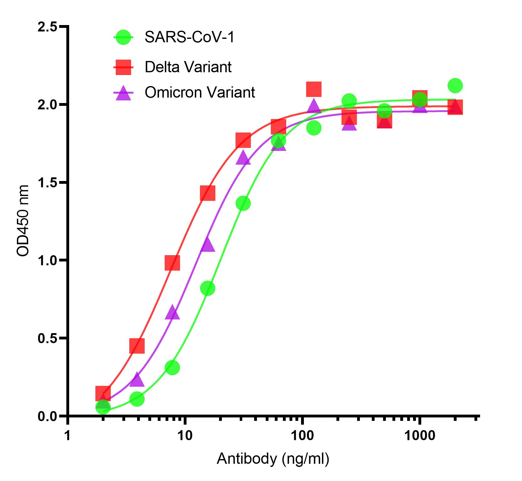 SARS-CoV-2 (COVID-19) Spike S2 Antibody [P1G5]