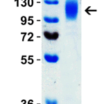 <strong>Figure 2 SDS-PAGE Validation of SARS-CoV-2 (COVID-19) Omicron Variant Spike S1 Recombinant Protein </strong><br>Loading: 2 μg SARS-CoV-2 (COVID-19) Omicron variant Spike S1 recombinant protein, 95-129. Observed: 120kD