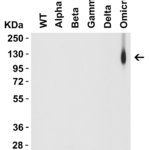 <strong>Figure 6 WB Validation of of Omicron Variant Spike Antibodies with SARS-CoV-2 Variant Spike S1 Proteins </strong><br>Loading: 30 ng of SARS-CoV-2 spike S1 proteins, including WT,  alpha variant (B.1.1.7), beta variant (B.1.351), gamma variant (P.1), delta variant (B.1.617.2), and omicron variant (B.1.1.529),Detection Antibodies: SARS-CoV-2 Omicron Variant Spike antibody, 9793, 2 μg/mL, incubated at RT for 1 hr.Secondary Antibodies: Goat anti-rabbit HRP at 1:20,000, incubated at RT for 1 hr.<strong>SARS-CoV-2 Omicron Variant Spike antibody (9793) specifically detects Omicron variant spike S1 protein (95-129), but not spike S1 protein of WT (10-300) and all other variants. </strong>