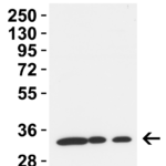 <strong>Figure 2 Western Blot Validation in Rat Tissues</strong><br>Loading: 15 μg of lysates per lane.Antibodies: TMEM41B 9565,  2 μg/mL, 1h incubation at RT in 5% NFDM/TBST.Secondary: Goat anti-rabbit IgG HRP conjugate at 1:10,000 dilution.
