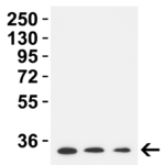 <strong>Figure 1 Western Blot Validation in Mouse Tissues </strong><br>Loading: 15 μg of lysates per lane.Antibodies: TMEM41B 9565, 2 μg/mL, 1h incubation at RT in 5% NFDM/TBST.Secondary: Goat anti-rabbit IgG HRP conjugate at 1:10,000 dilution.